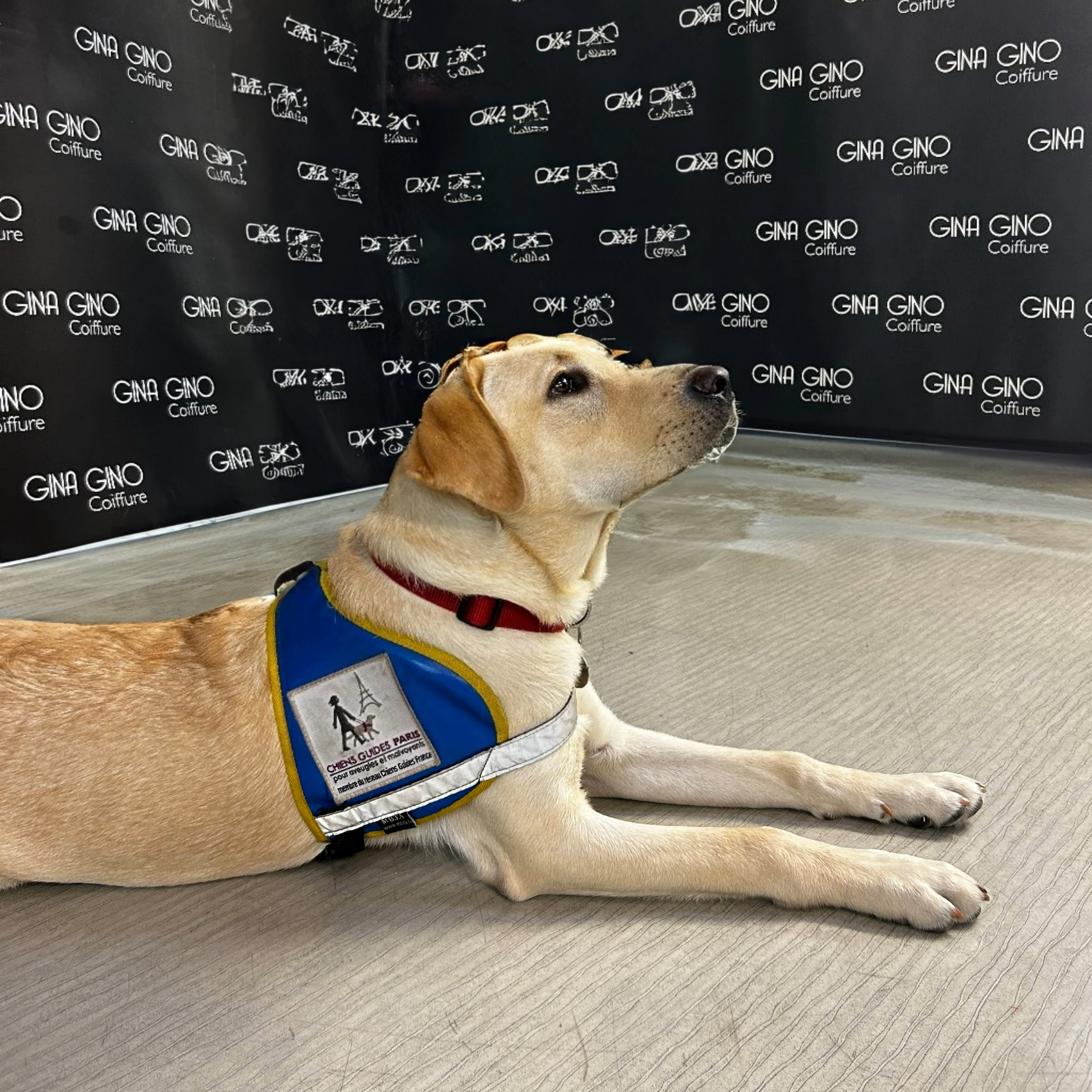 L'Ecole de chiens guides de Paris